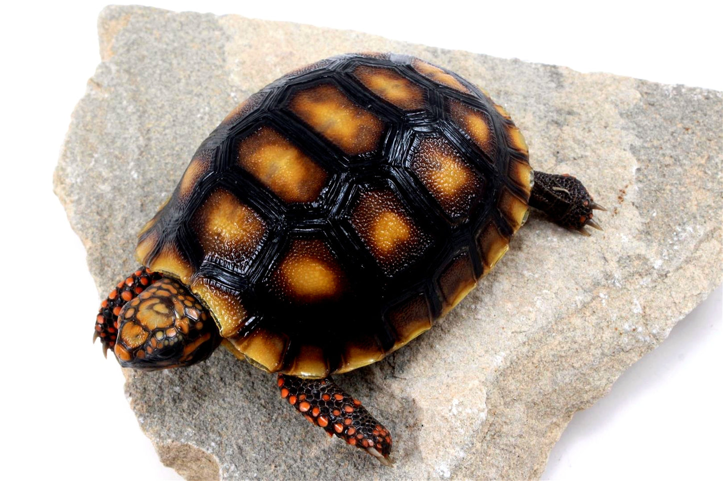 Red Foot Tortoise