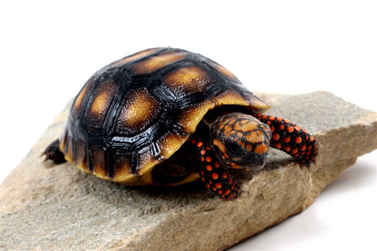 Red Foot Tortoise