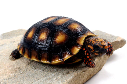 Red Foot Tortoise