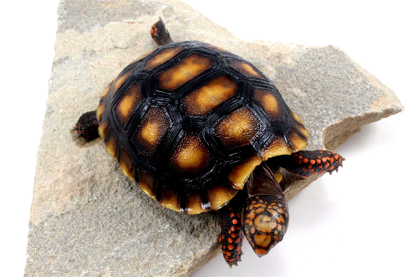Red Foot Tortoise