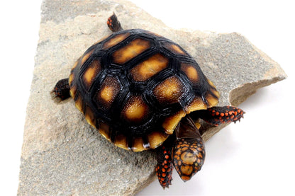 Red Foot Tortoise