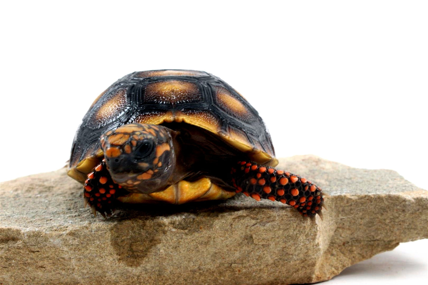 Red Foot Tortoise