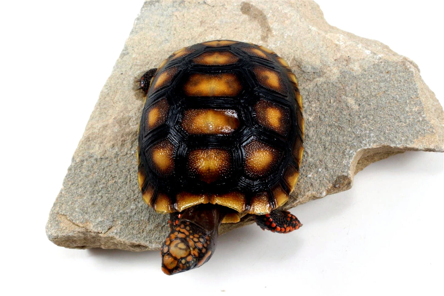 Red Foot Tortoise
