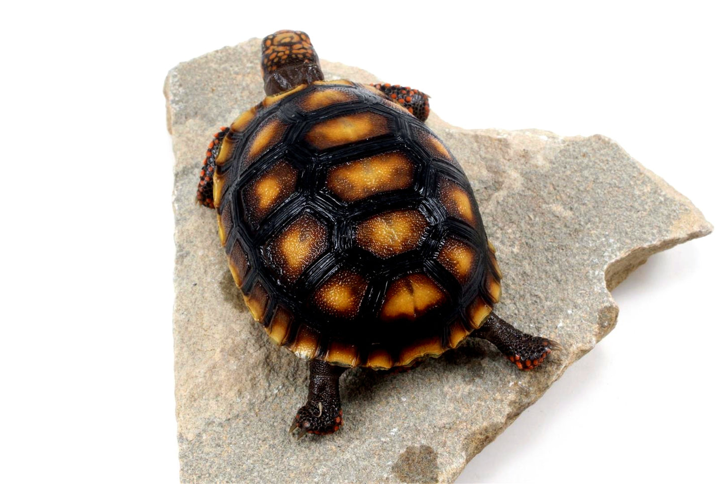Red Foot Tortoise