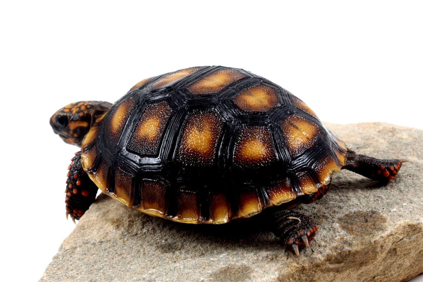 Red Foot Tortoise