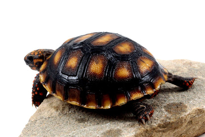 Red Foot Tortoise