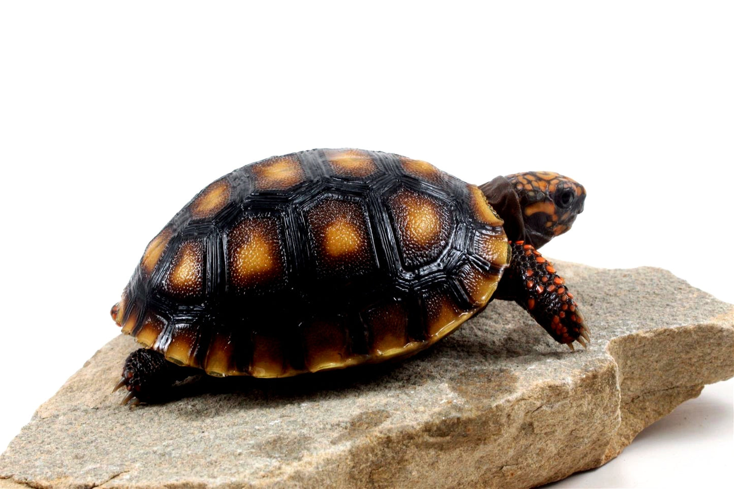 Red Foot Tortoise
