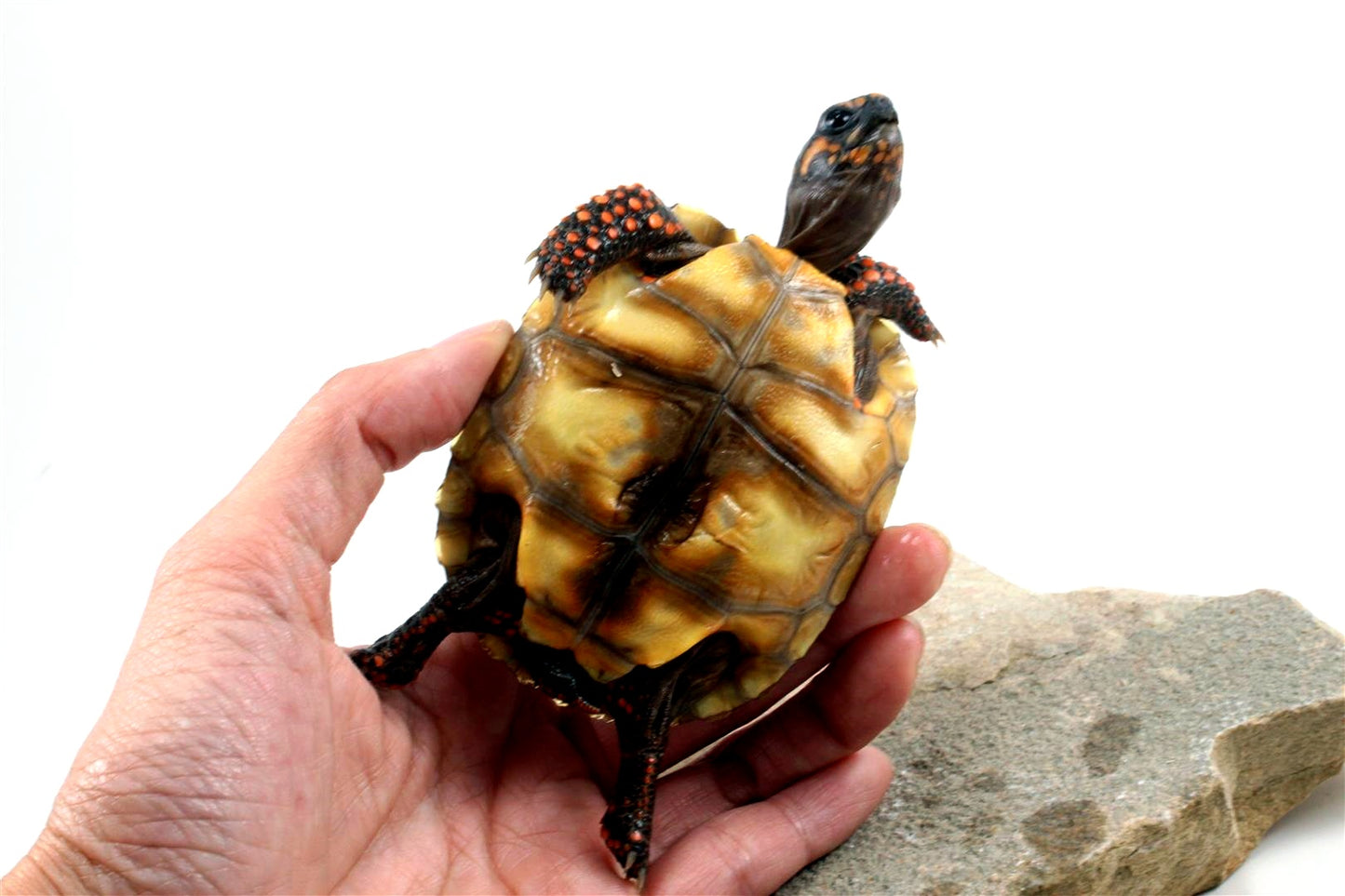 Red Foot Tortoise