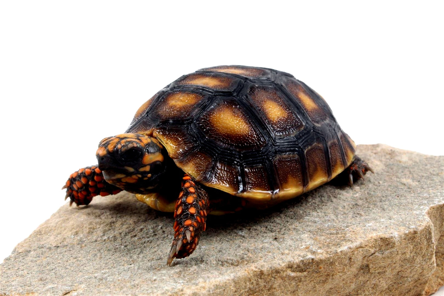 Red Foot Tortoise