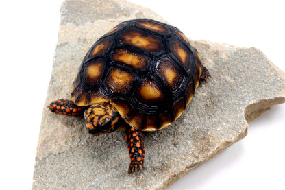 Red Foot Tortoise