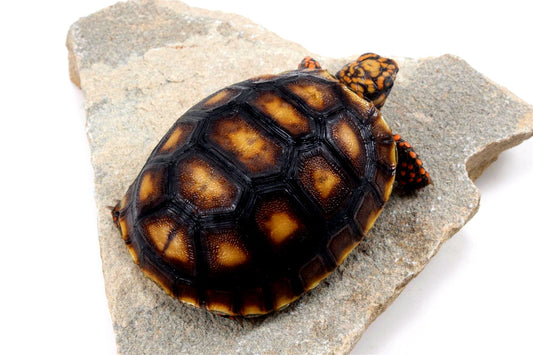 Red Foot Tortoise