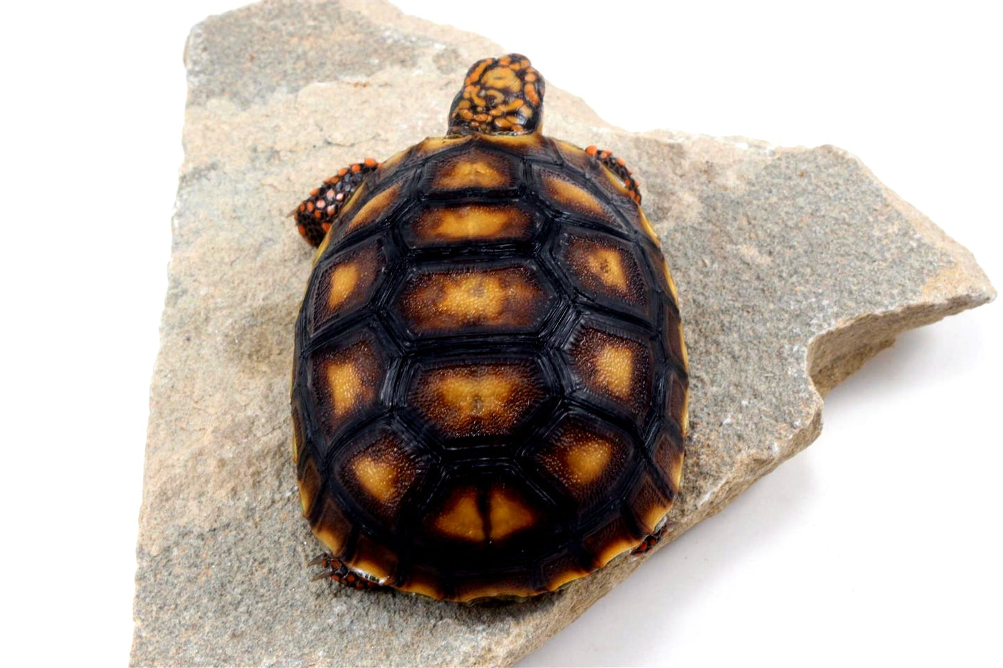 Red Foot Tortoise
