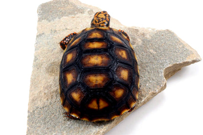 Red Foot Tortoise