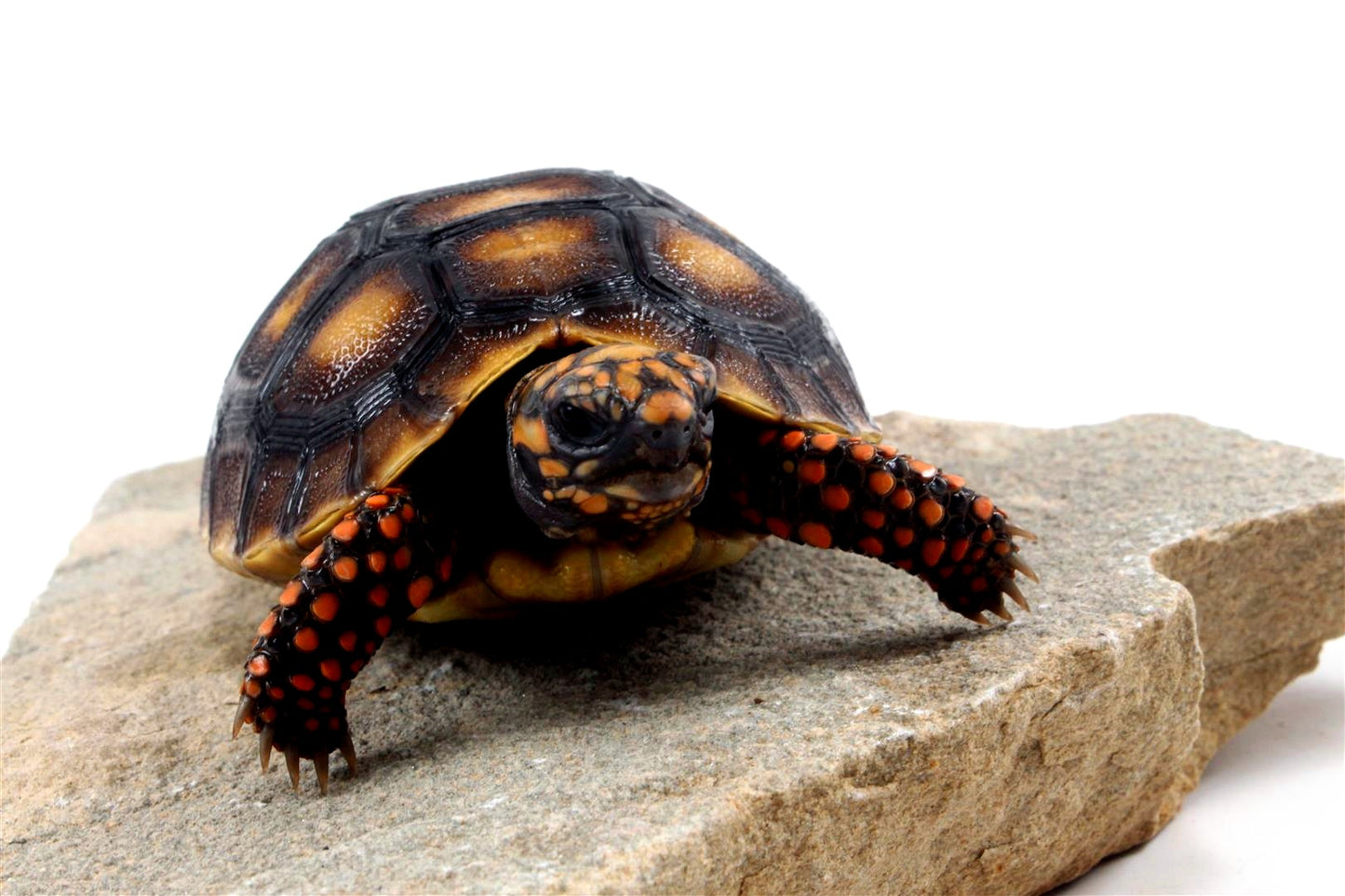Red Foot Tortoise