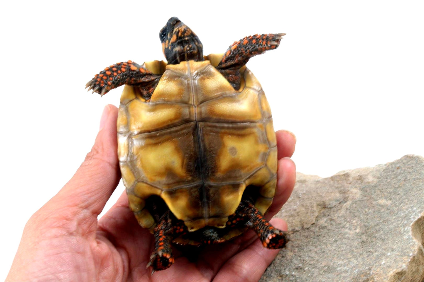 Red Foot Tortoise