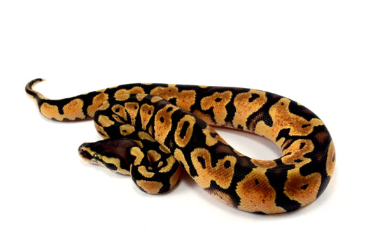 Pastel Ball Python