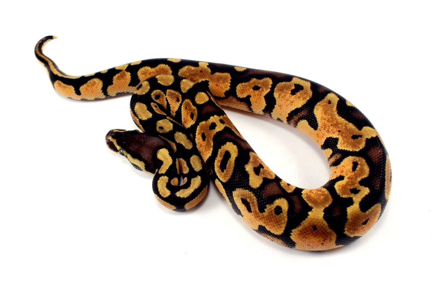 Pastel Ball Python