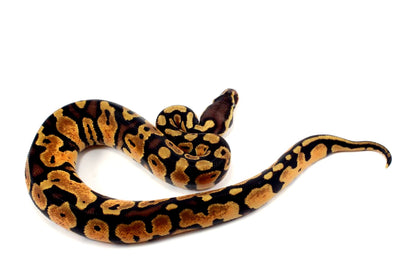 Pastel Ball Python