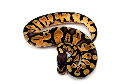 Pastel Ball Python