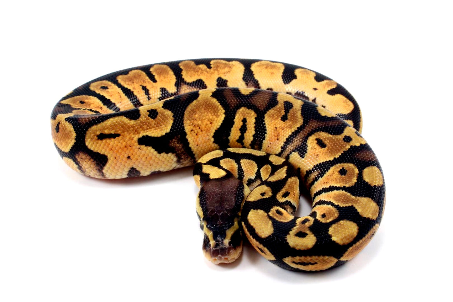 Pastel Ball Python