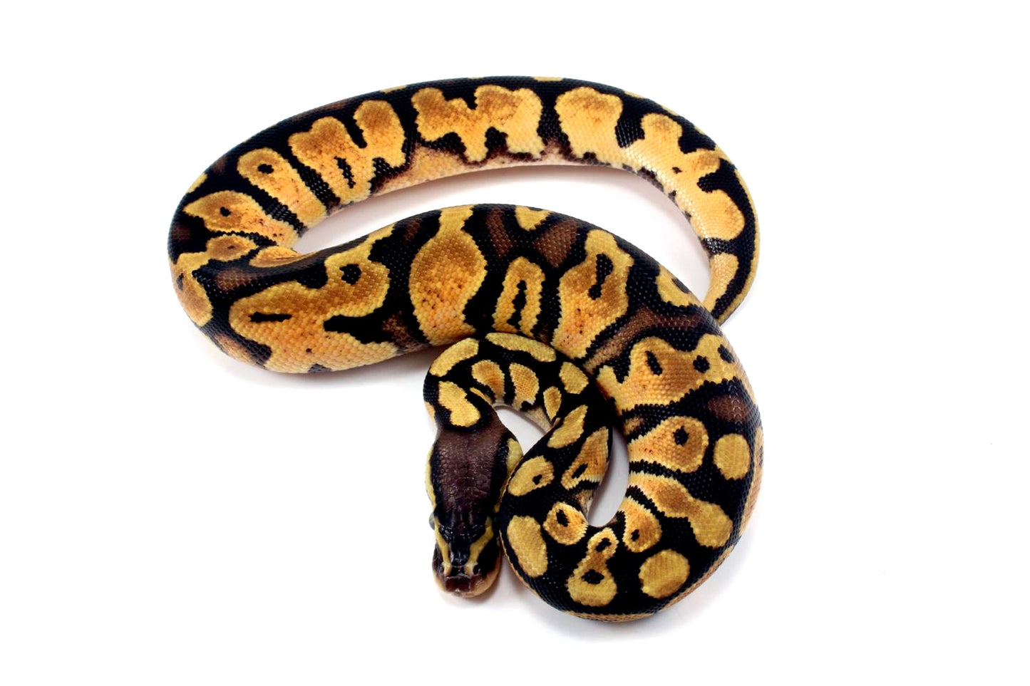 Pastel Ball Python
