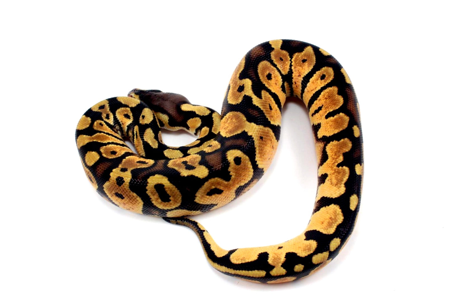 Pastel Ball Python