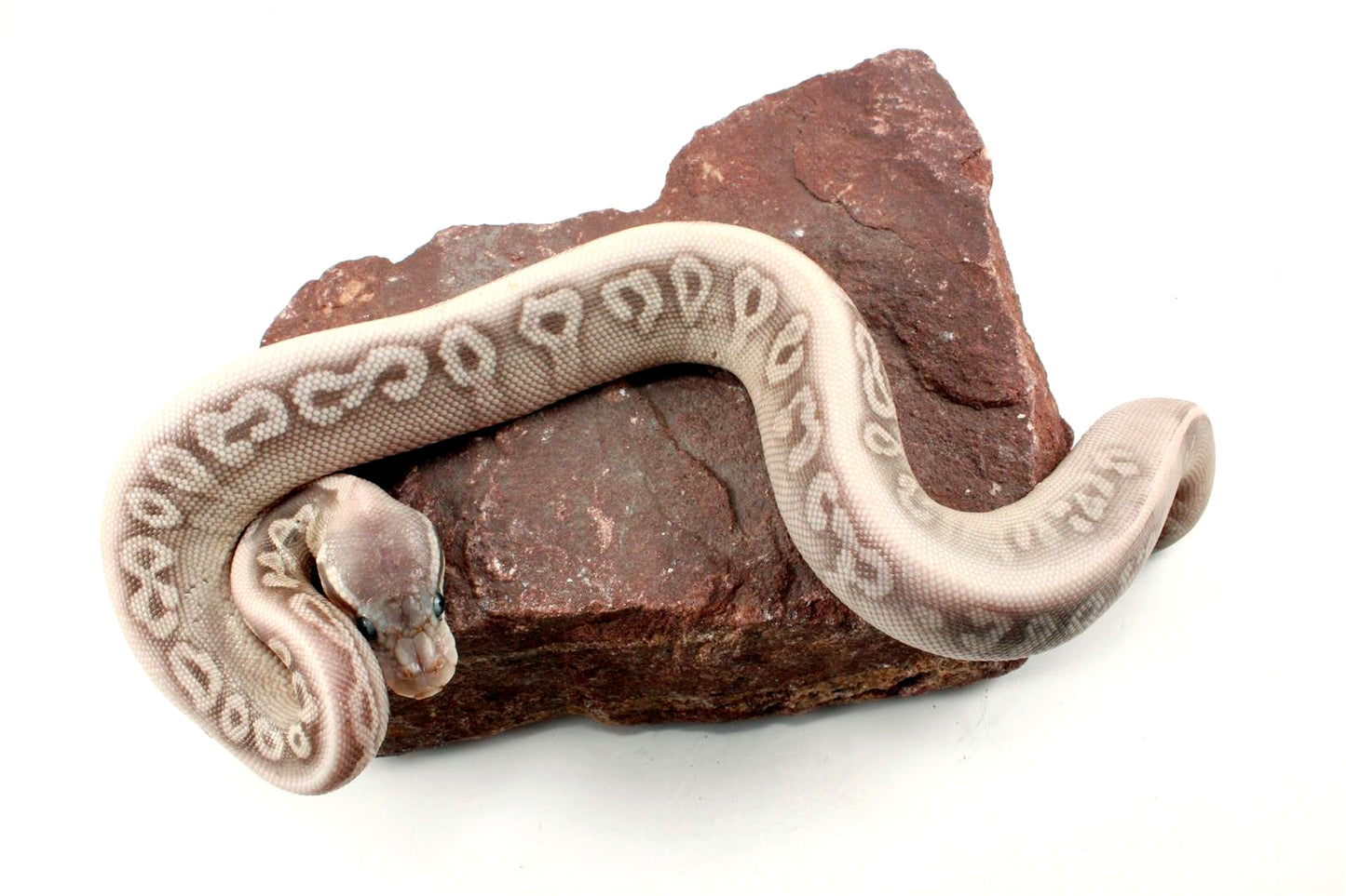 Super Phantom Red Axanthic Ball Python