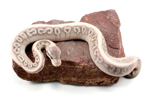 Super Phantom Red Axanthic Ball Python