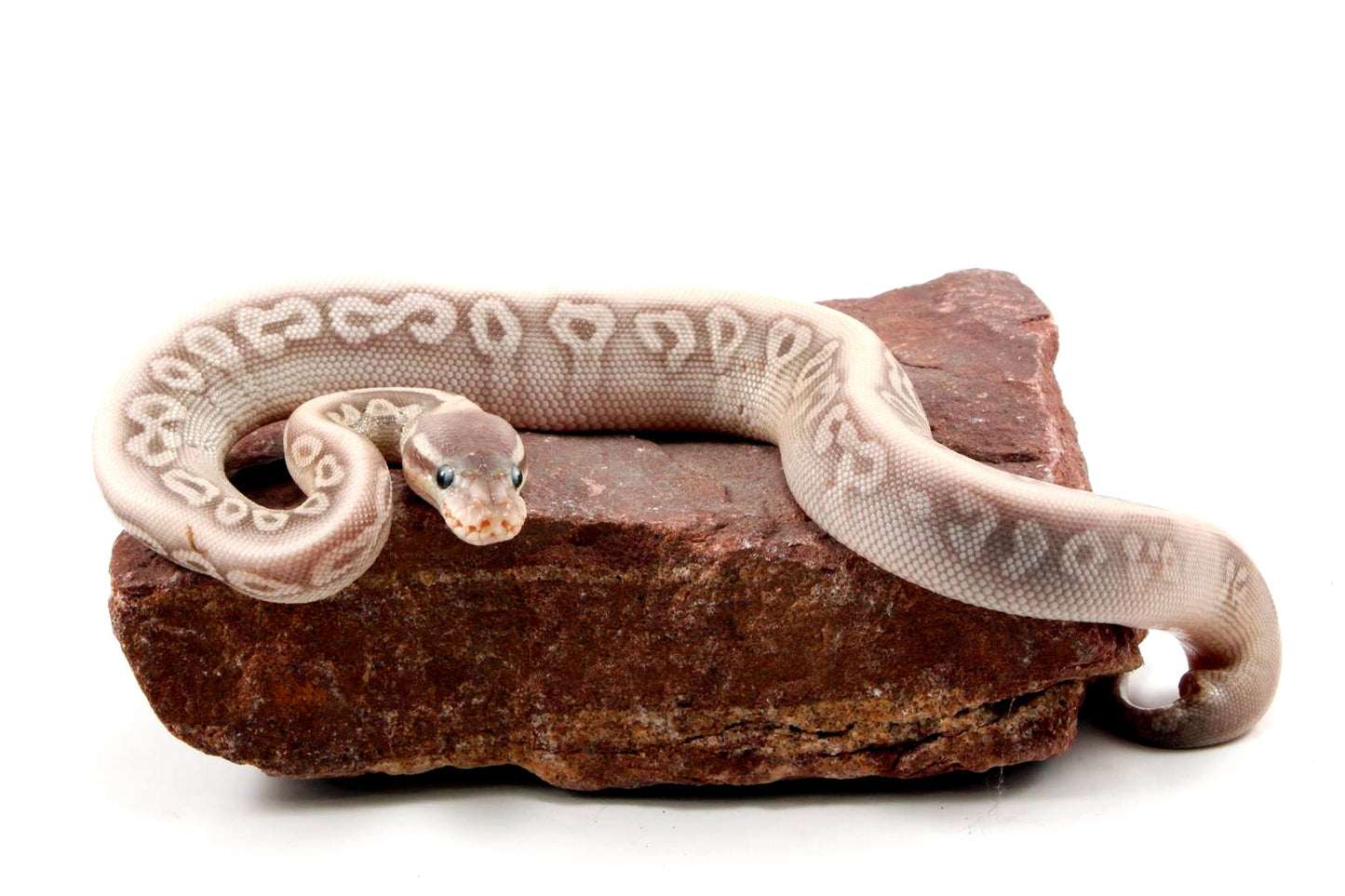 Super Phantom Red Axanthic Ball Python