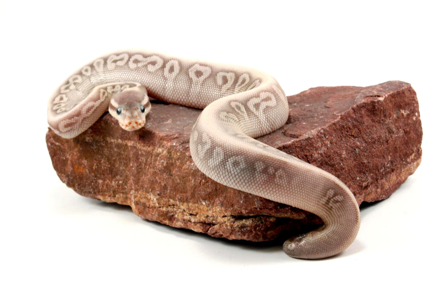 Super Phantom Red Axanthic Ball Python