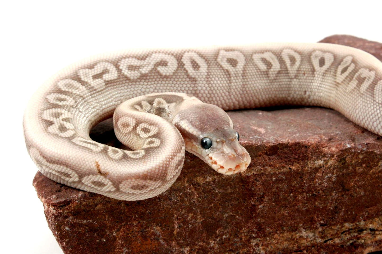 Super Phantom Red Axanthic Ball Python