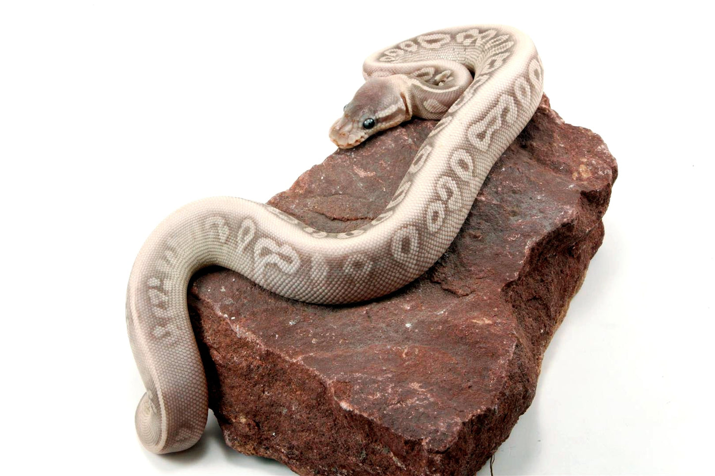 Super Phantom Red Axanthic Ball Python