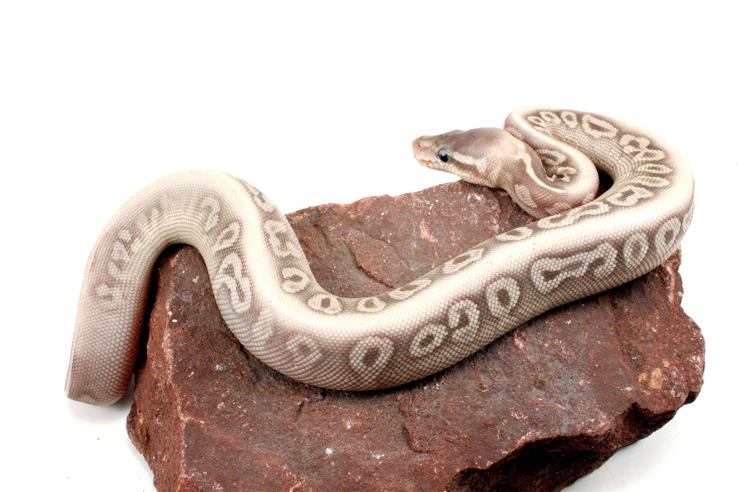 Super Phantom Red Axanthic Ball Python