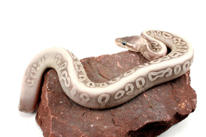 Super Phantom Red Axanthic Ball Python