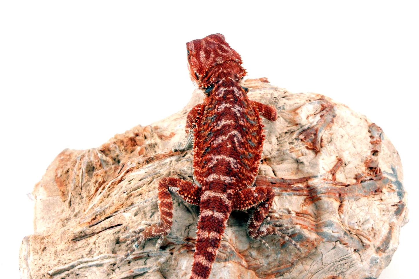 Red Monster Bearded Dragon