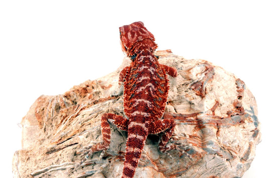 Red Monster Bearded Dragon