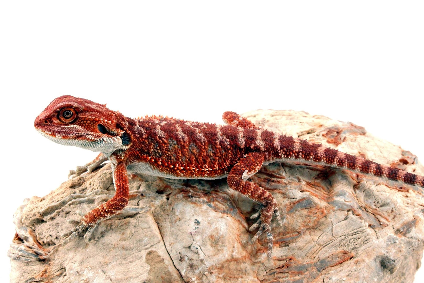 Red Monster Bearded Dragon