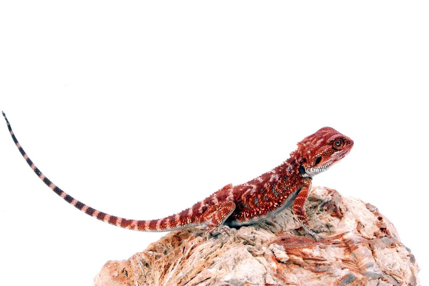 Red Monster Bearded Dragon