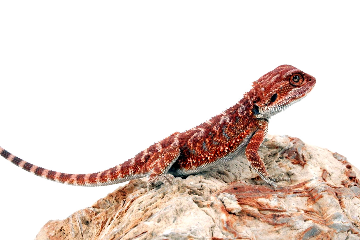 Red Monster Bearded Dragon