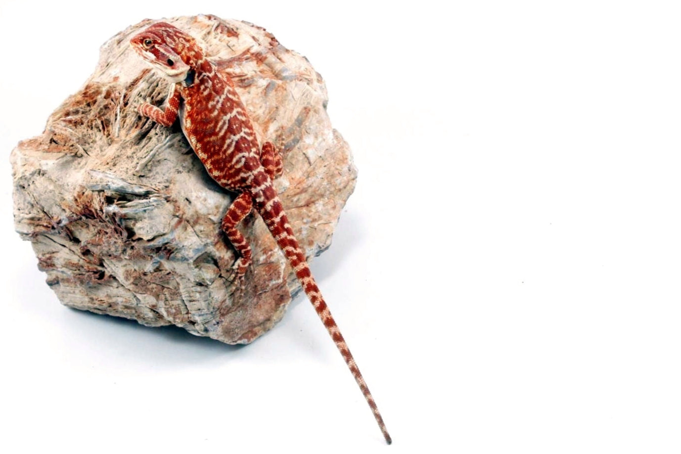 Super Red Leatherback Bearded Dragon