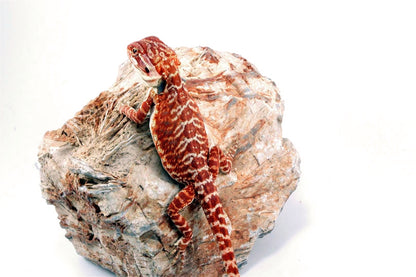 Super Red Leatherback Bearded Dragon