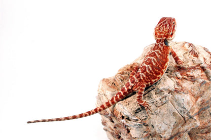 Super Red Leatherback Bearded Dragon