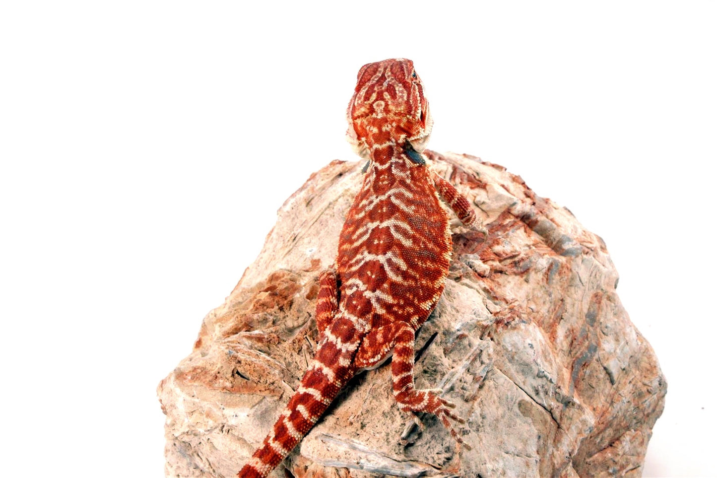 Super Red Leatherback Bearded Dragon
