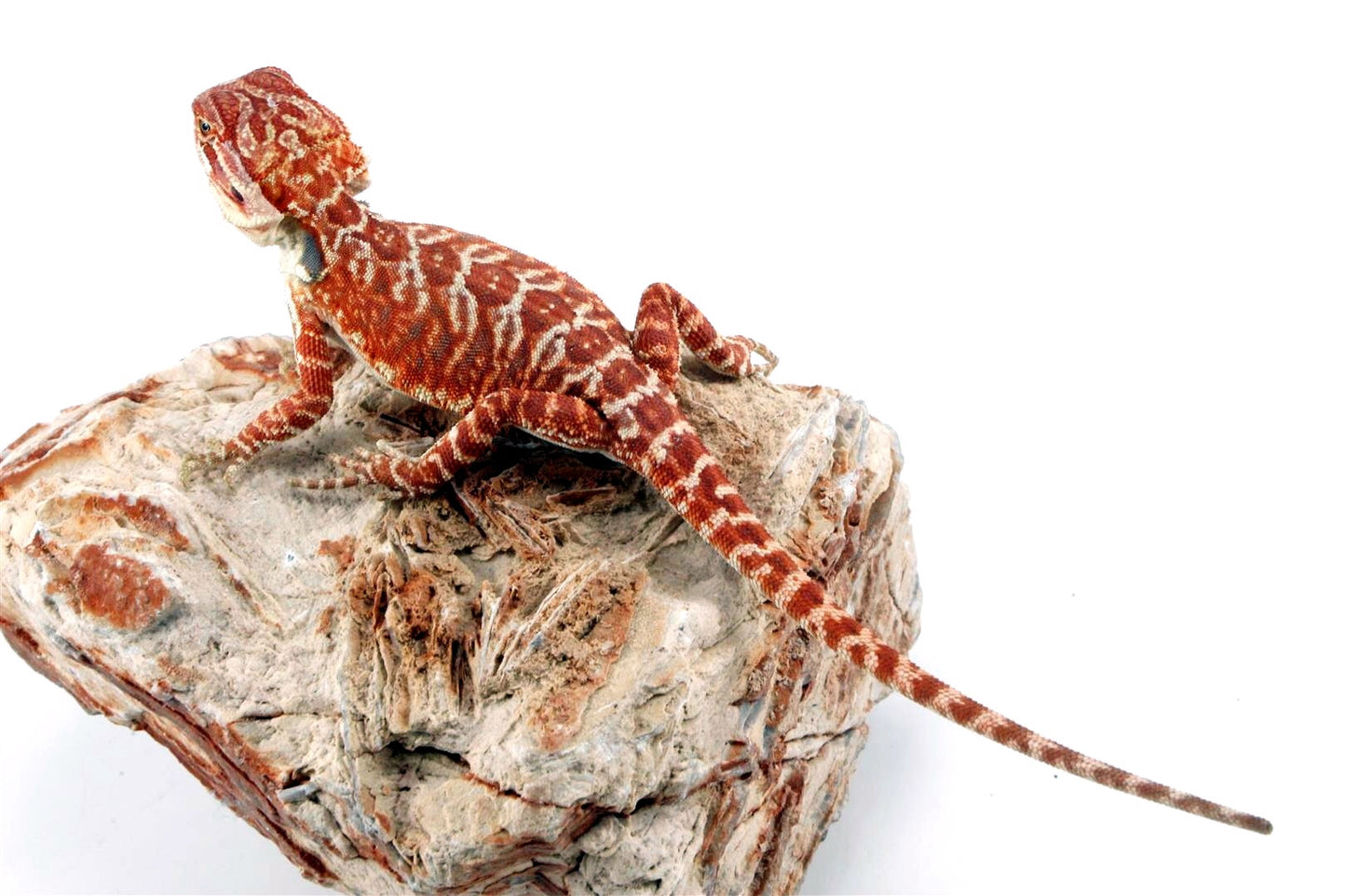 Super Red Leatherback Bearded Dragon