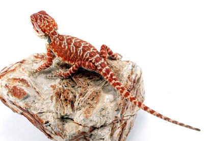 Super Red Leatherback Bearded Dragon