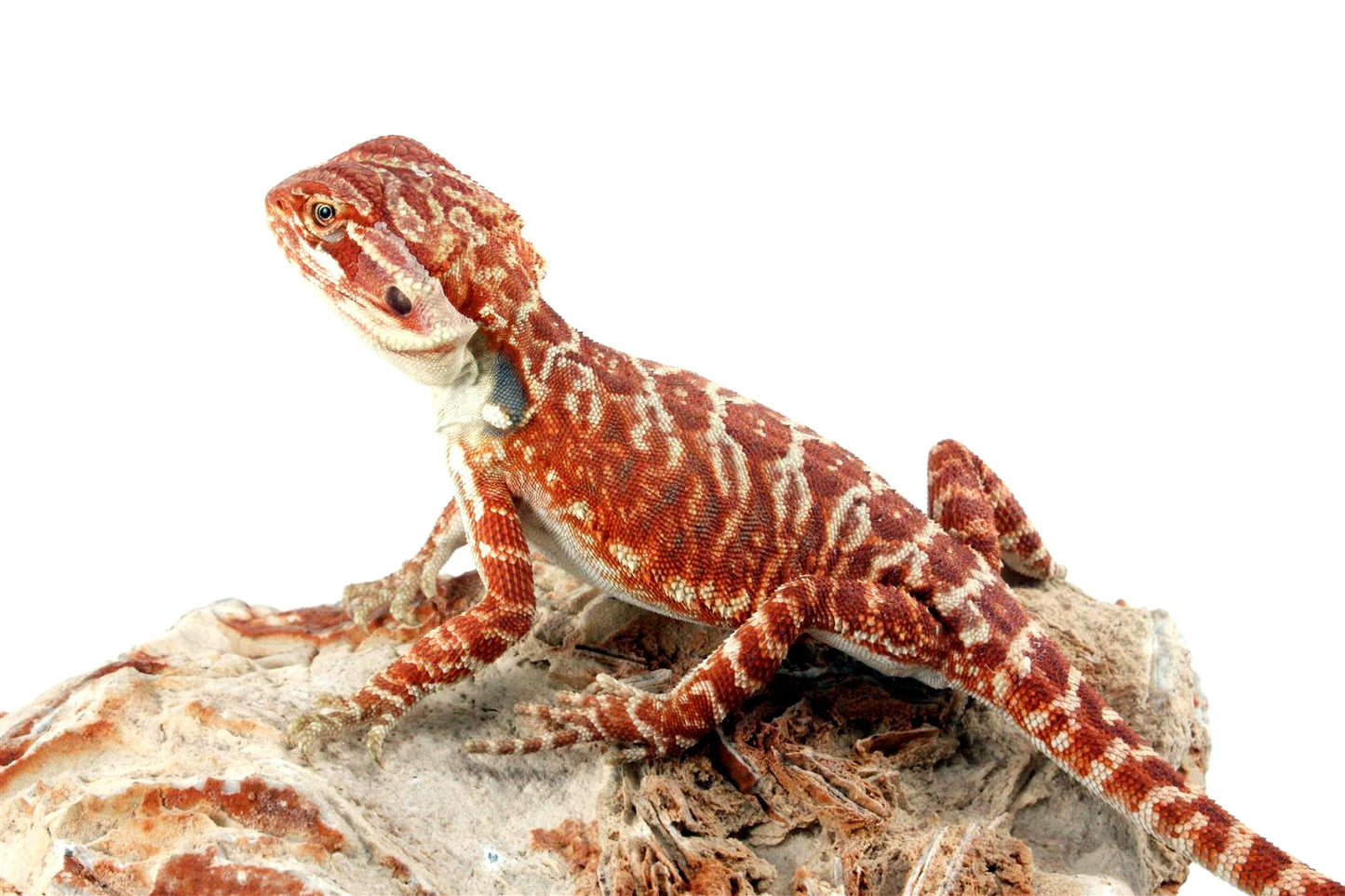 Super Red Leatherback Bearded Dragon