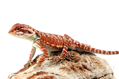 Super Red Leatherback Bearded Dragon