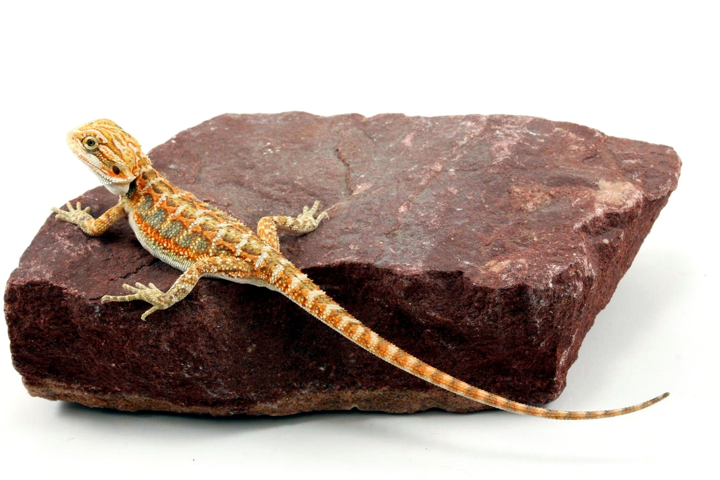 Citrus Bearded Dragon