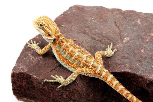Citrus Bearded Dragon