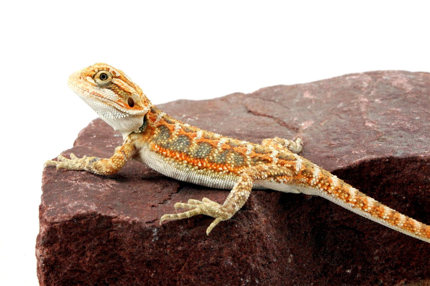 Citrus Bearded Dragon